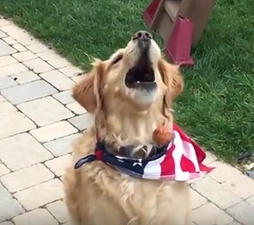 VailDailyDogs's tweet image. Fritz the #goldenretriever learns to catch... slowly. #funny

youtube.com/watch?v=6w2UxD…