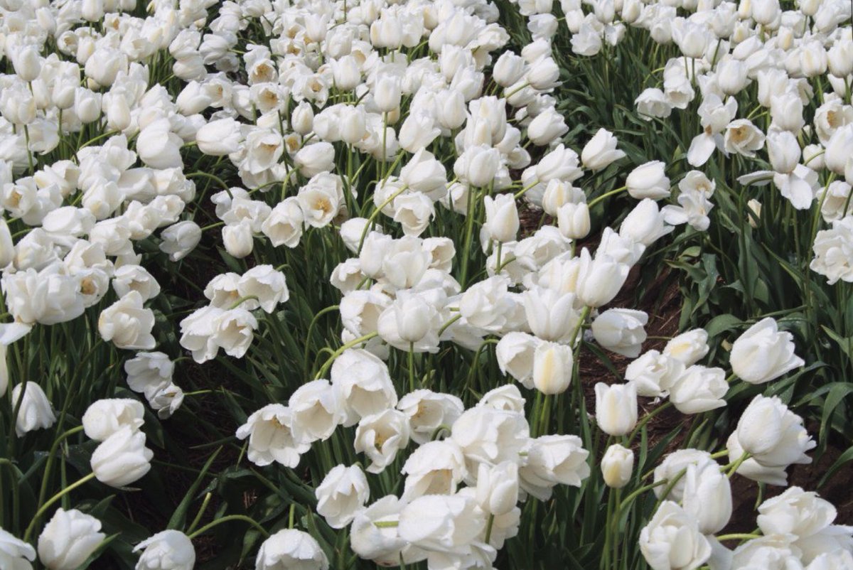 Marshall_abery2's tweet photo. Flower power 🌷🌸🌹 https://t.co/6BUz8k0Oph