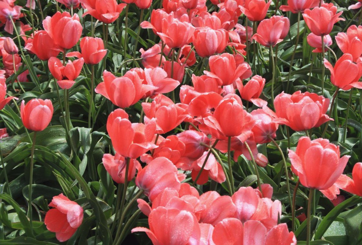 Marshall_abery2's tweet photo. Flower power 🌷🌸🌹 https://t.co/6BUz8k0Oph