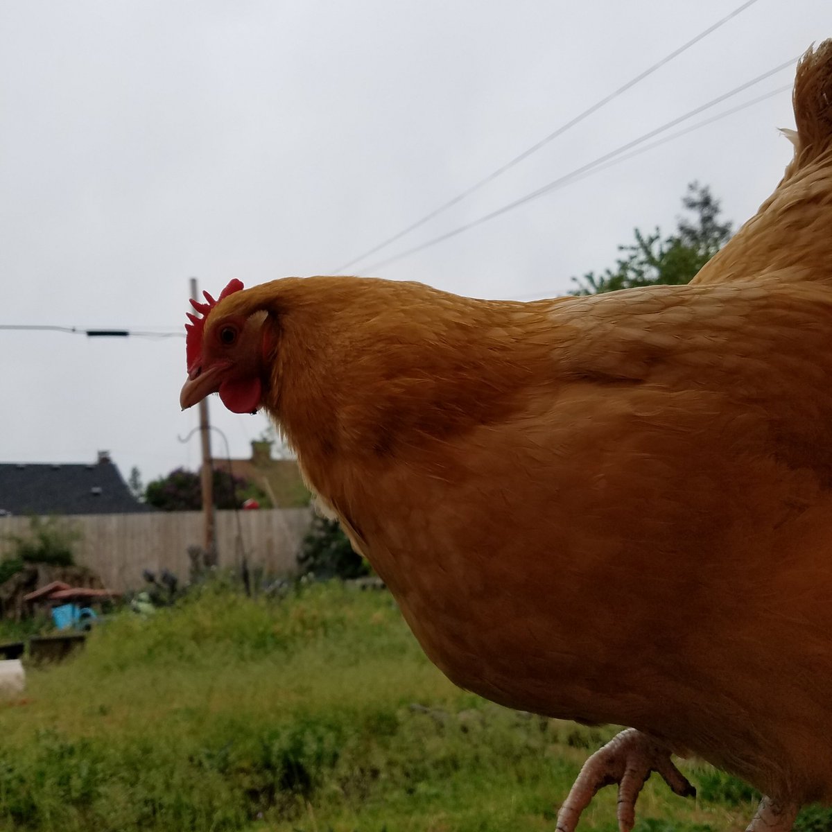 PortlandChicken tweet picture