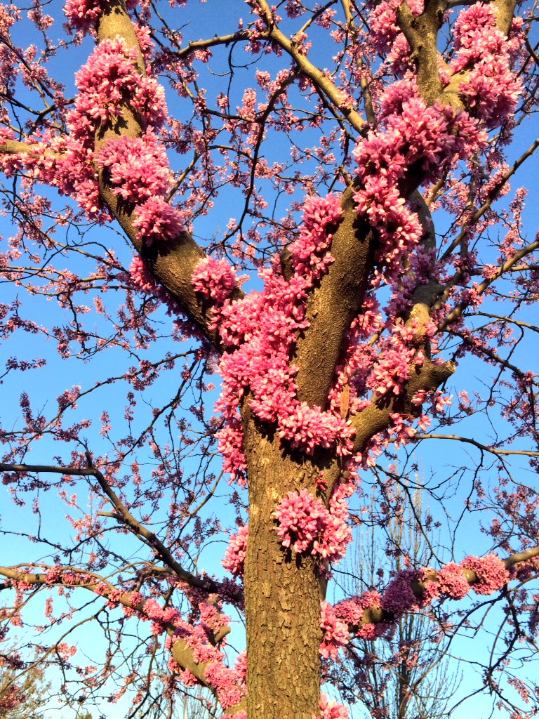 kevkelley2's tweet photo. Spring is popping out all over. https://t.co/MlTLKvWqWq