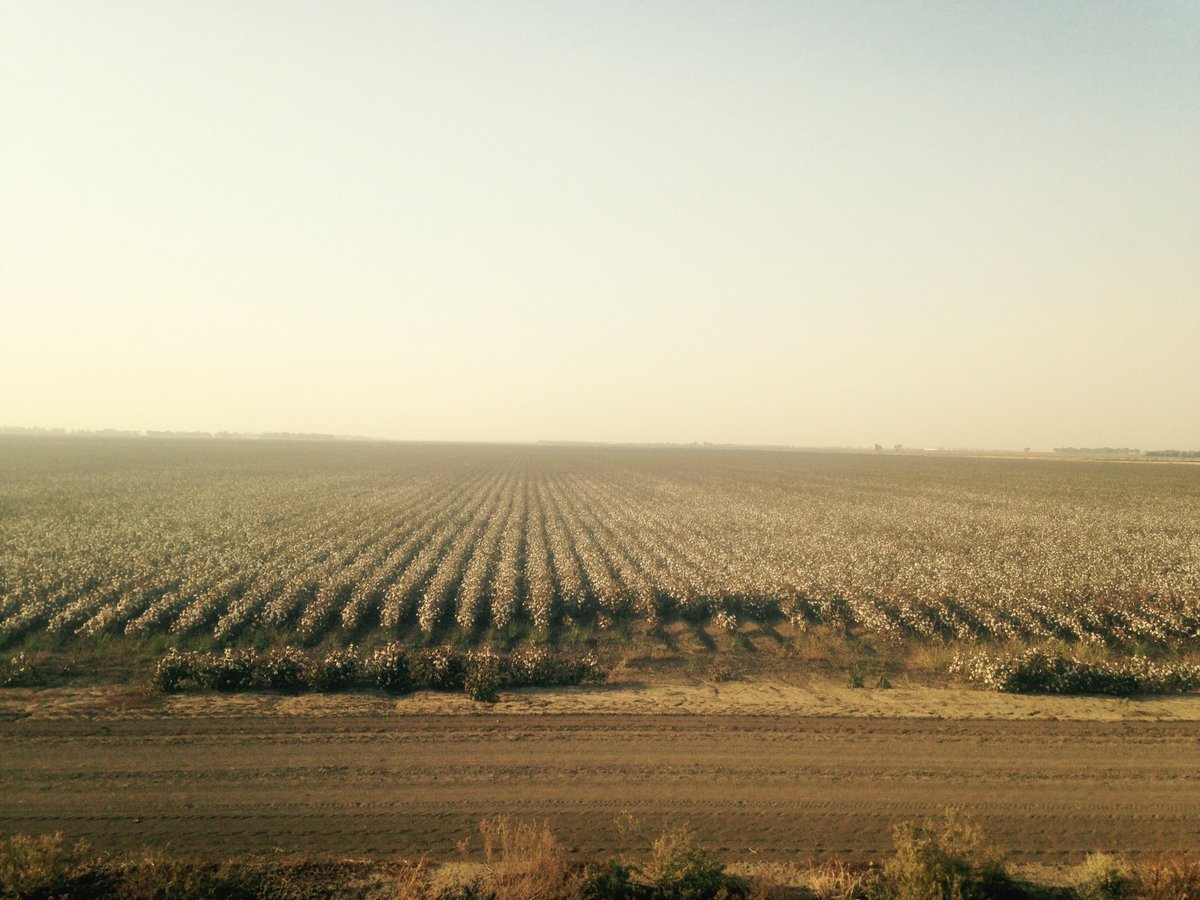 cbrill01's tweet photo. Rice is done. Onto the cotton in a few weeks. Enjoying the mixed bag of summers crops. https://t.co/8vrsrFLJ45