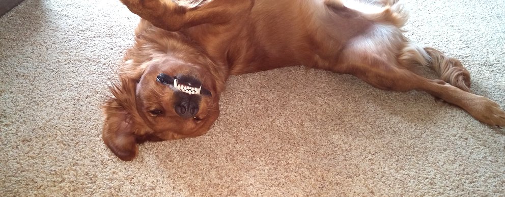 DropTilt's tweet image. A sniff is worth a thousand words - #dogs #labs   droptilt.com/science/sniff-…