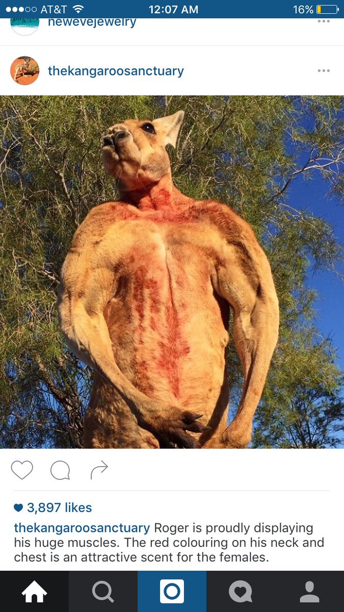 Sometimes I see pics of male kangaroos and I have to rethink a lot of life.