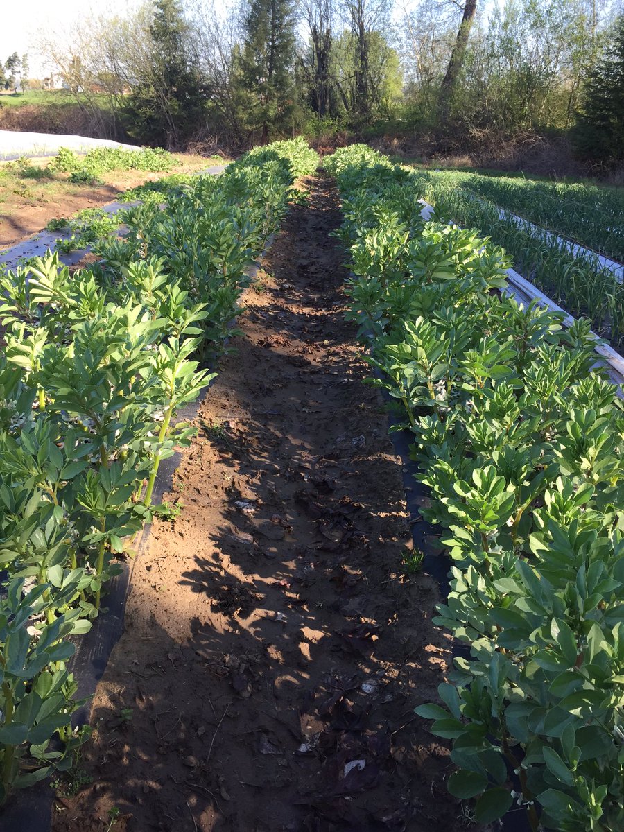 Pablo Munoz Farms (@munozfarms) on Twitter photo 