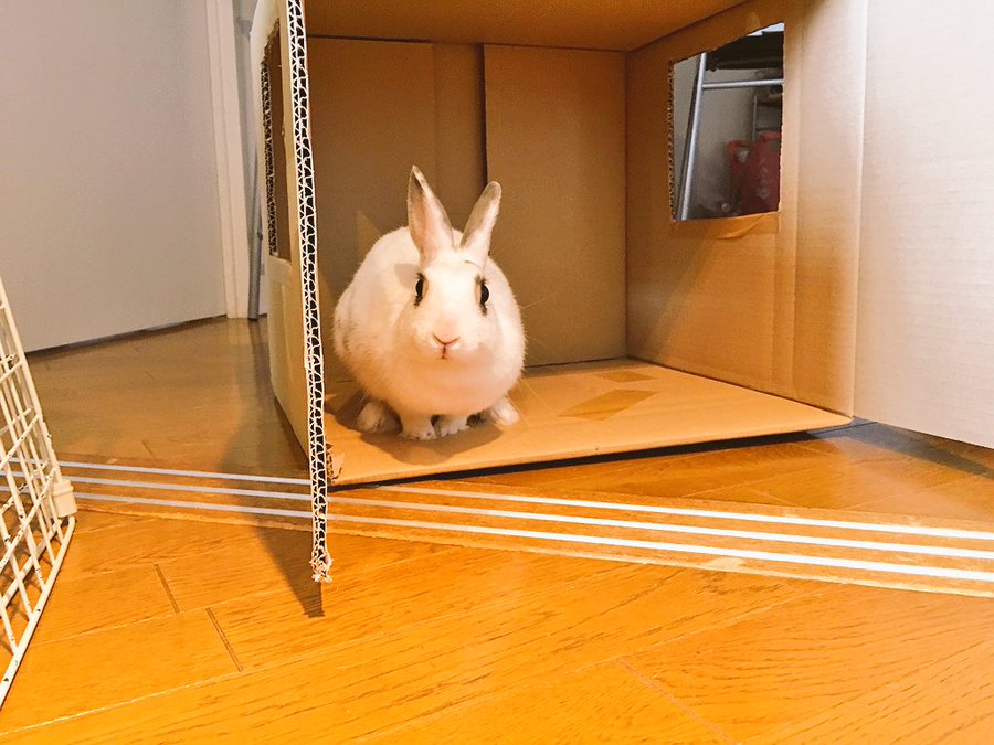うさぎの 部屋んぽ 室内お散歩の方法 工夫 注意点 Yuki Co Yuki ユキコユキ