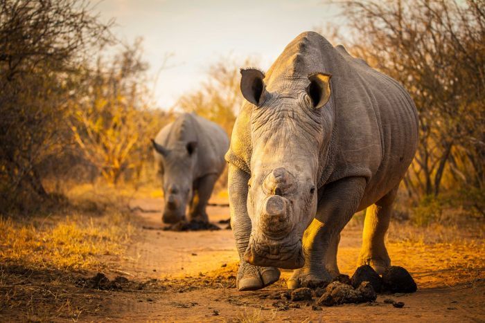 earthblog's tweet image. Australian Rhino Project moving Rhinoceros from Africa to protect against poaching ow.ly/10cwpd