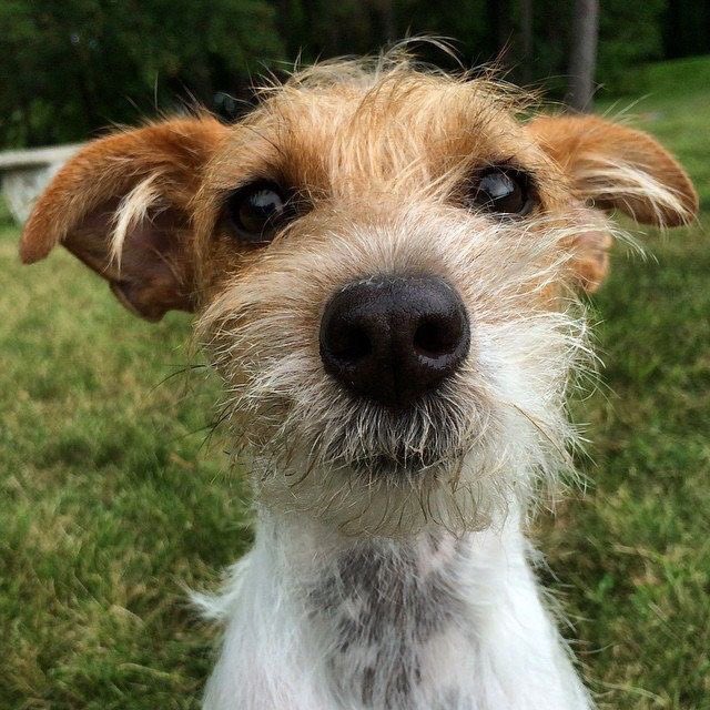 Bark4LifePAHHA's tweet photo. @arichardsabc27 Join @Pritchett_abc27 at Bark for Life! https://t.co/YCzWbRkT3S https://t.co/LhFNcGtyMK