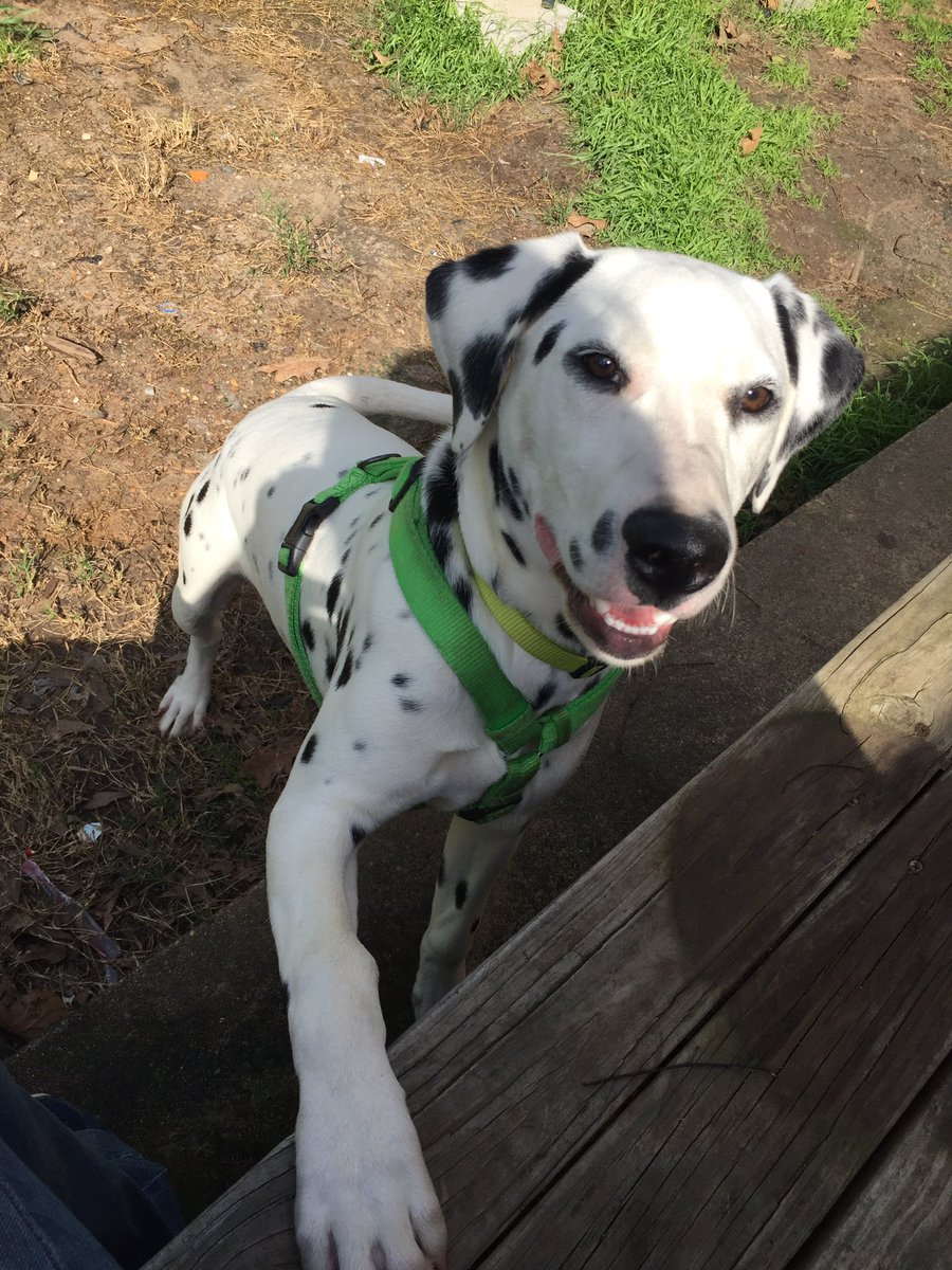 AFielder92's tweet image. My beautiful dalmatian #dalmatian #disney #pongo #dogsoftwitter