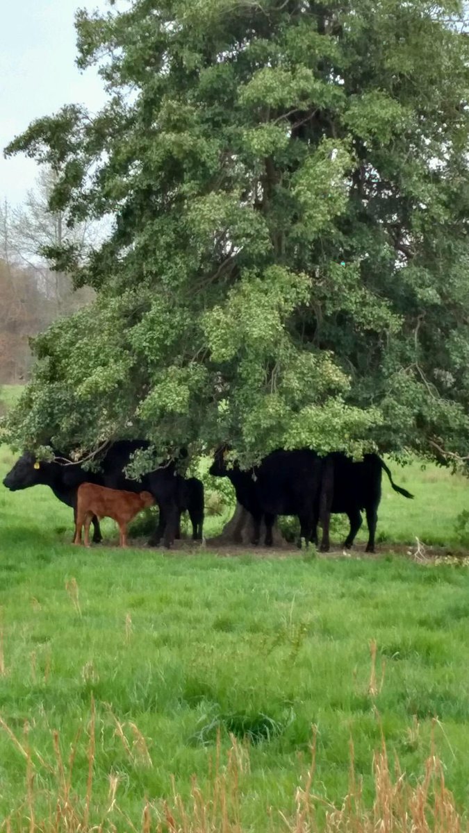 shlagelfarms tweet picture
