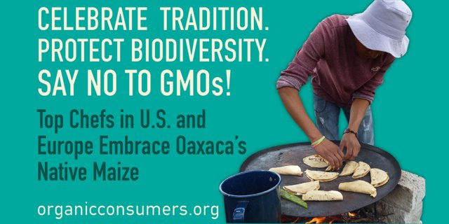 Mexican corn farmers have struggled to compete w/ imports of cheap, #GMO corn from the U.S. ow.ly/YZTfz
