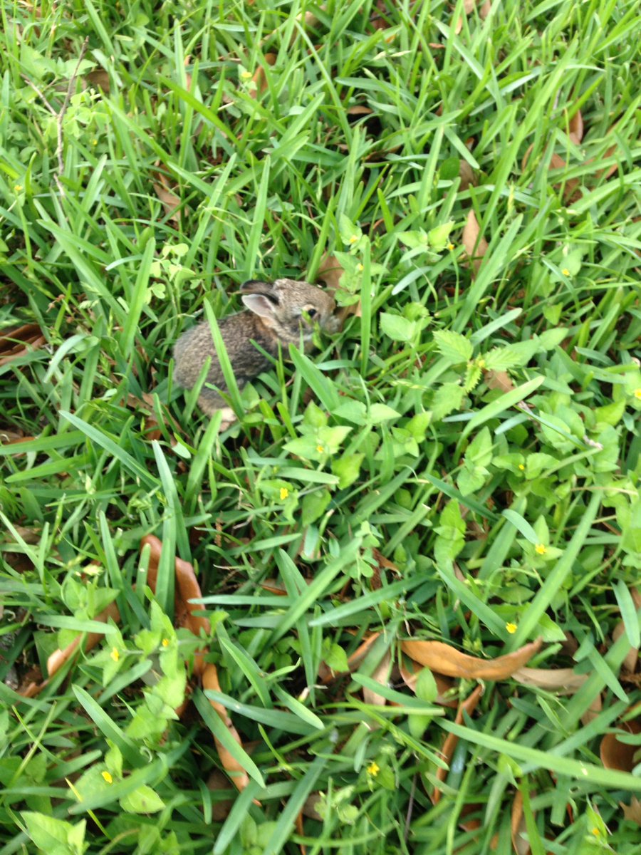 _miguel99_'s tweet image. I was mowing the lawn and almost ran over a couple of rabbits lol #everydaystuff