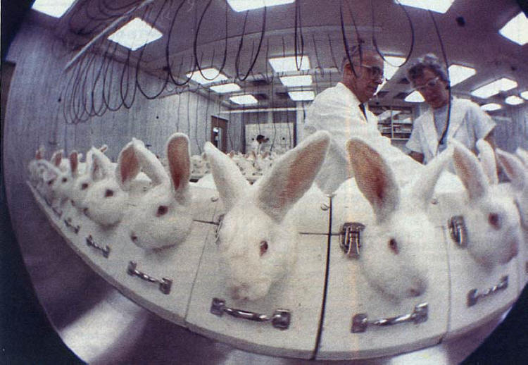 BellaLack's tweet photo. #Dogs Cats Rabbits Monkeys Mice other #Animals that are used as #Research #Animals  restricted life painful death https://t.co/0C4WsIg7XV