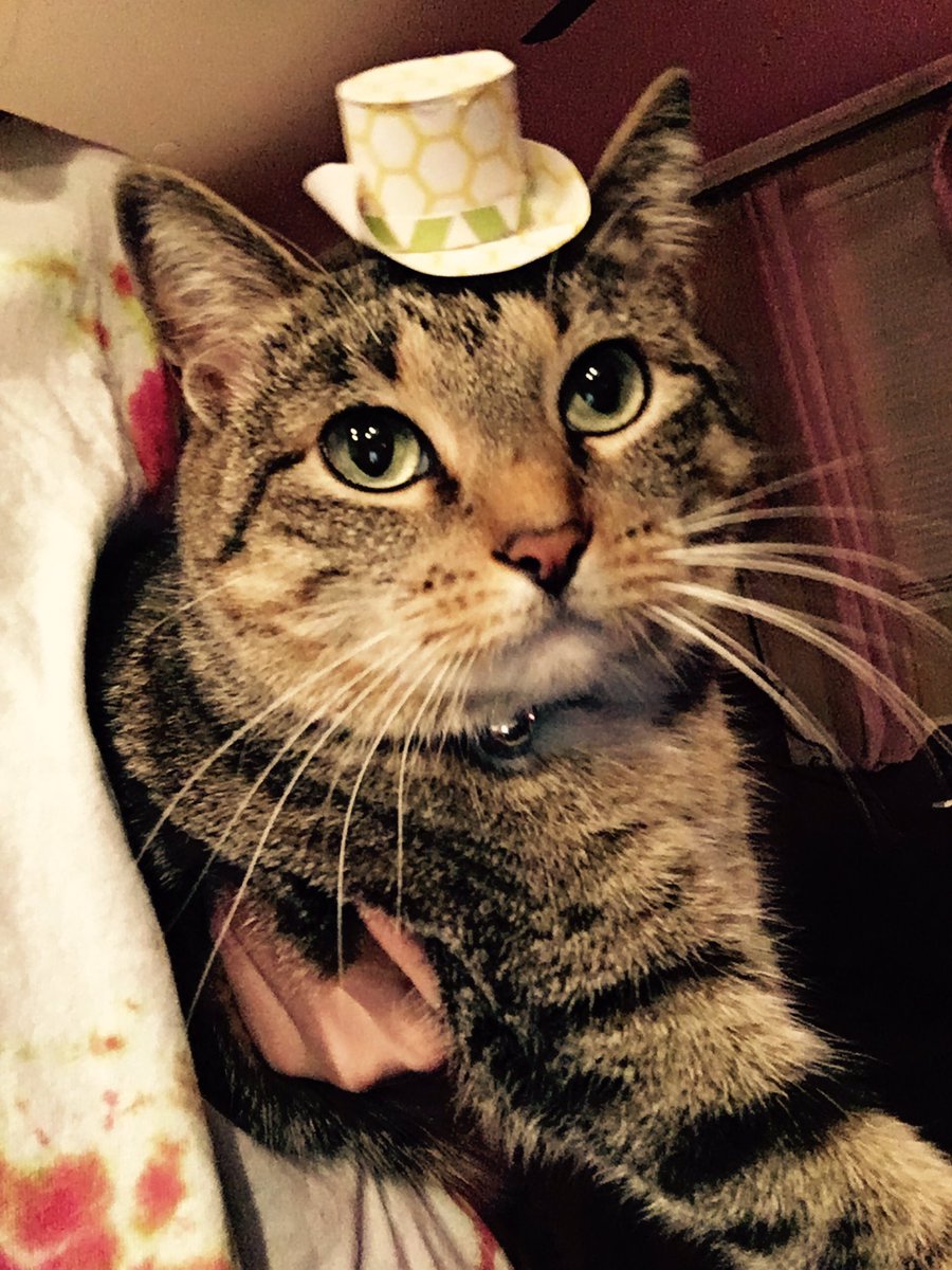 diamond_laty's tweet photo. Friday night Fedora #TinyHatsOnCats 💗 https://t.co/nixbjaxxzK