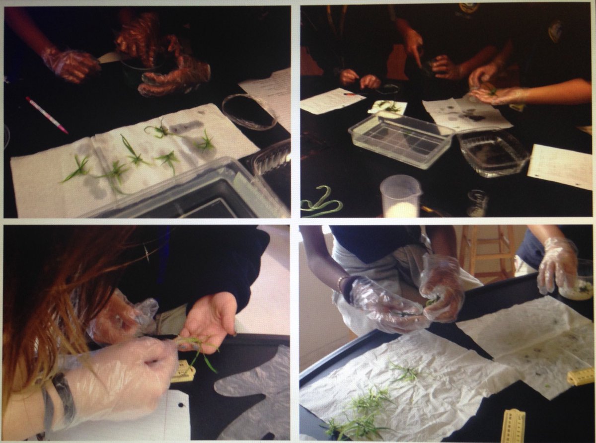 livan_escudero's tweet photo. Explorers move E. tampensis out of sterile environment/ collect data.@FairchdChallnge #MillionOrchidProject #BOTANY https://t.co/79yduK3TXo
