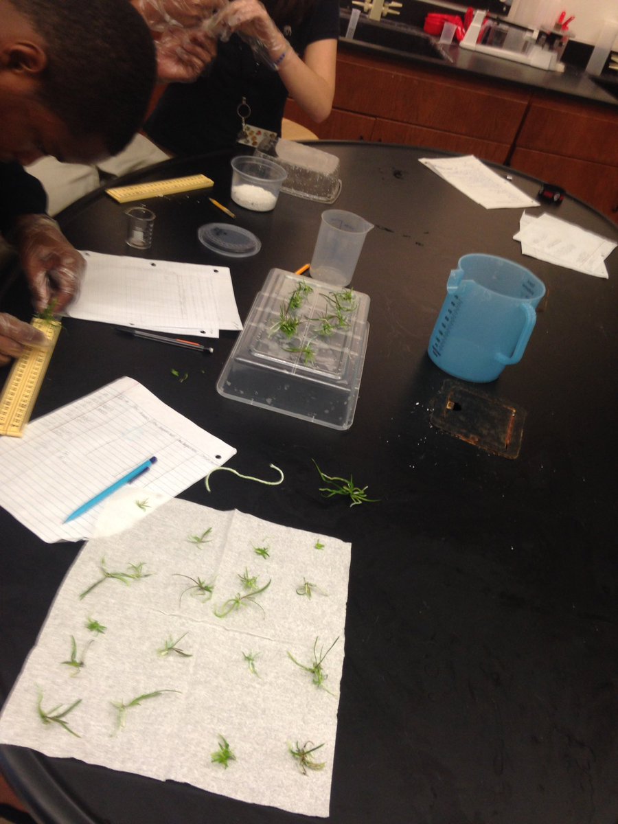 livan_escudero's tweet photo. Sorting best 12 out of 30 in one container for measuring @FairchdChallnge #MillionOrchidProject https://t.co/VzFAgVRe4x