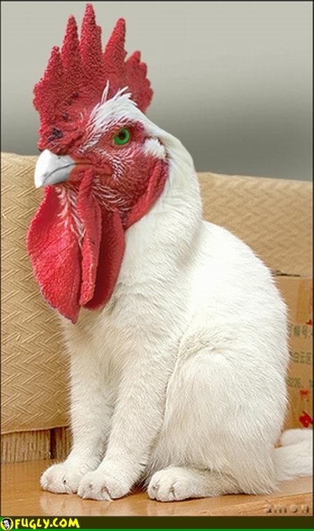 creationistcat's tweet photo. In case u guys were wondering dish is how genetic engineers R creating the new Chicken Cat
https://t.co/Rh1bolkUBF https://t.co/jpT2flDbKz