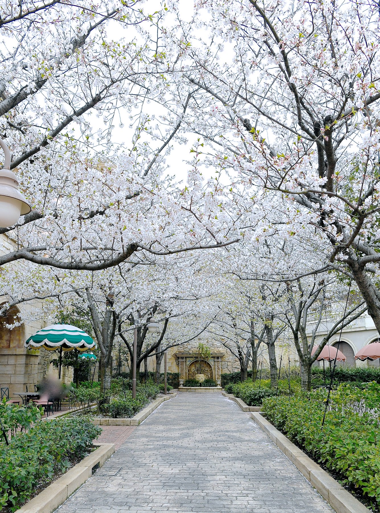 Mezzomikiのディズニーブログ 東京ディズニーシーのピクニックエリア 大島桜が満開です T Co Bfuupozltz T Co 9pbpkvuyii Twitter