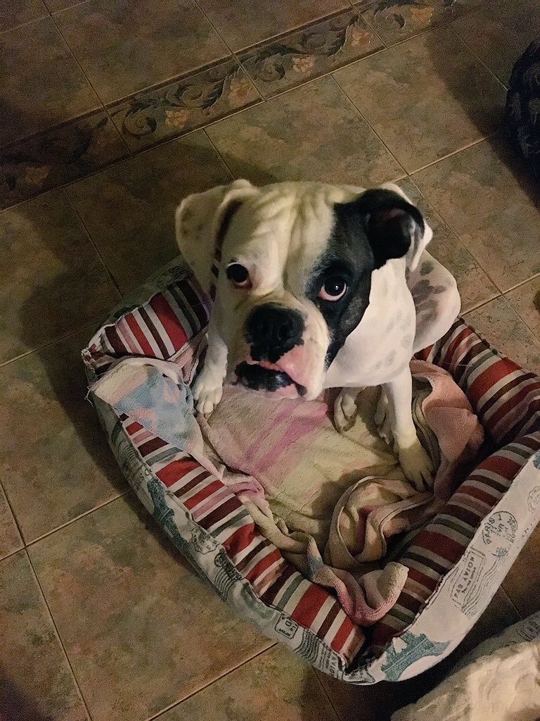 FlaviaCiarallo's tweet photo. Te quedas un rato sola y te masticas el #trapodepiso de #fiorentina sale una fortuna y ahora Zara me miras así ? 😍🐶 https://t.co/udPxZH1FQd