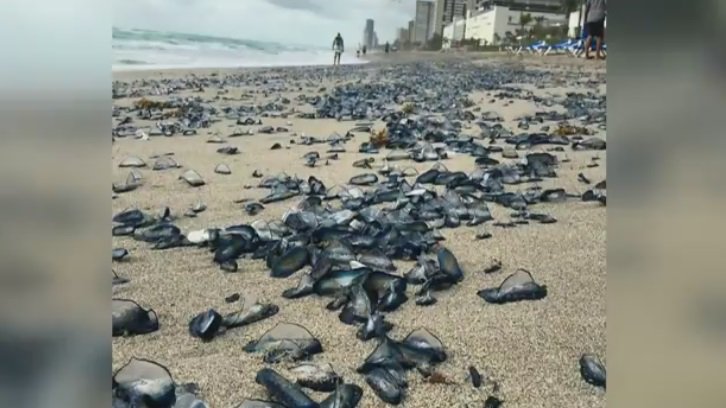 'Unusual' open ocean sea life washes ashore S. Fla. bit.ly/1SHbHX0?utm_me… https://t.co/EYqe0jZEsE