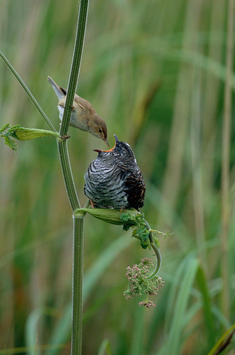 A reed warbler feeds a young European cuckoo.