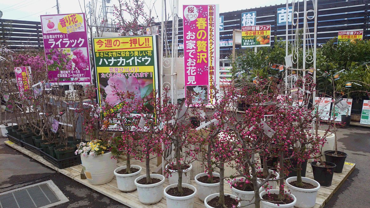 ジョイフル本田 ガーデンセンター ガーデンセンター富里店 春の贅沢ならお庭でお花見 お花見定番のソメイヨシノが咲き始めました ハナカイドウ 源平桃など春花木たくさん入荷中 入学記念や新生活のお祝いに植えませんか T Co 5qmdwurtks