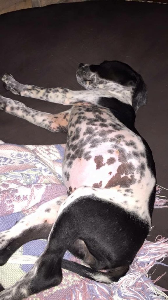 2HandsSave4Paws's tweet photo. #rescue #puppy Dolly has joined us tonight from death row shelter in SC. Welcome to 2 Hands Saving 4 Paws. https://t.co/lAG2k3FFz0
