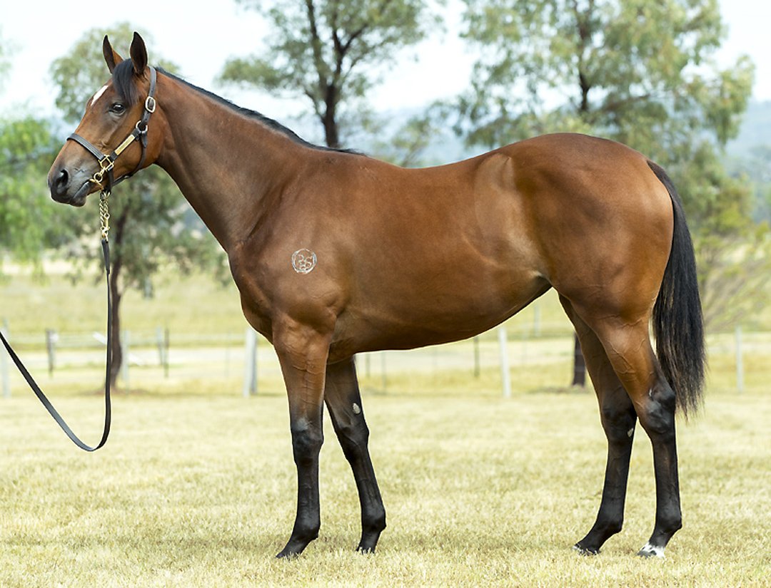Andromeda_AUS's tweet photo. Hi @RacingPedigrees - Lot 496 https://t.co/LBQsqgGImX - #SOYOUTHINK – #GOOLASH ’14 FILLY @inglis_sales 7th April https://t.co/qN87zgmdIV