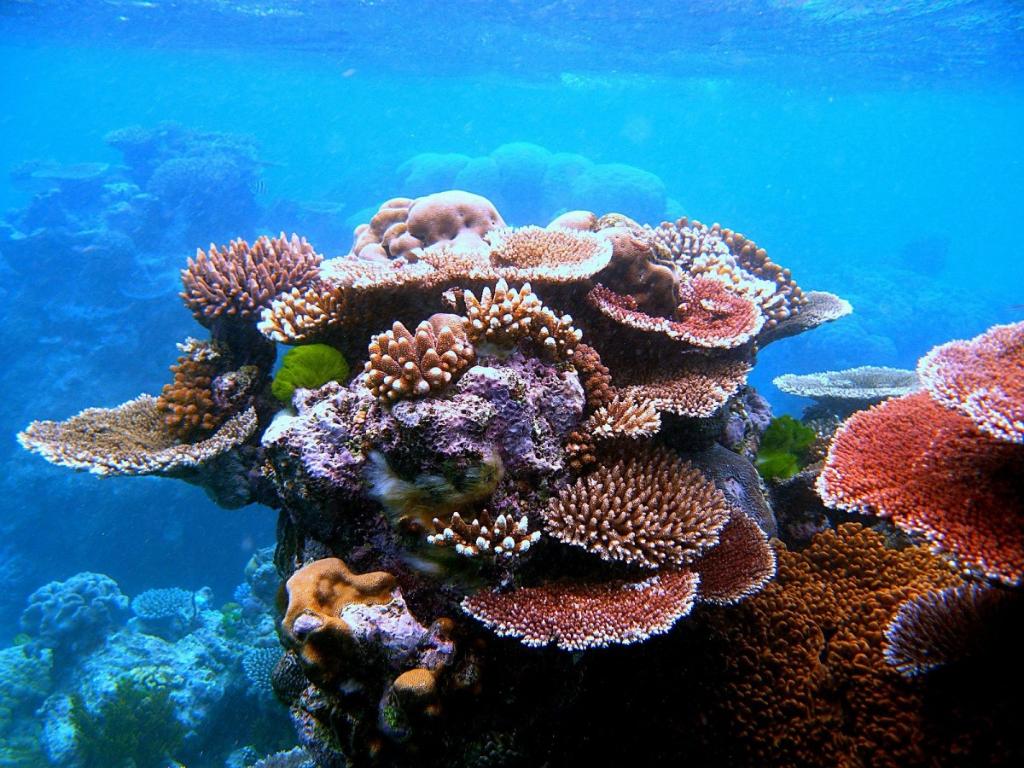 Forbes's tweet photo. Here's how global climate change is affecting coral populations: https://t.co/aNI8NCzRuM https://t.co/fIzf28XICx