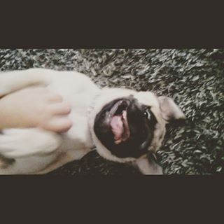 Cocegas! 
#PachecoAfonso #Pug #babypuggies #mypug #mybabypug #ilovepugs #puglife findelight.net/puggie_detail.…