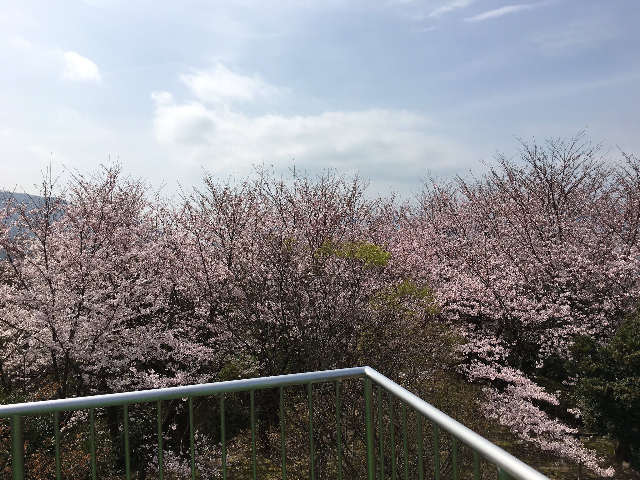 坂町times 非公認 坂横浜公園の展望台エリアから こちら側は広島市内方面を一望できます ココロ満足スポットの坂町 横浜公園 子どもから大人まで大人気 知る人ぞ知る名所 坂町お花見 坂町 安芸郡 広島桜 坂町横浜公園 鯛尾 広島名所