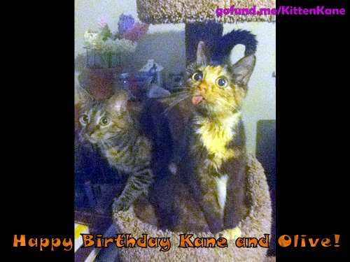 Kitten_Kane's tweet photo. Happy Birthday Me!
My sister Olive and I are 2 years old! We were born on April Fools Day! Lucky Us!
We got a tree! https://t.co/K6LUemsvRz