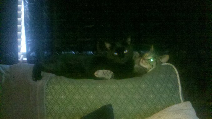 @TheMercedesXXX  black one, Mr Kitty, passed away but here's my fur babies. Gizmo and Twirl. I wanted<a class="tags" href="/tag/themercedesxxx">@themercedesxxx</a><a href="/tag/pickaprofessionalfuck"class="tags"><span>#pickaprofessionalfuck</span></a>