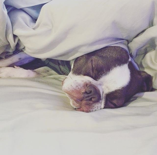 ernldbostonator's tweet photo. Good night peoplesss #BVBArmy 🐶 https://t.co/IMfkB3jsvm