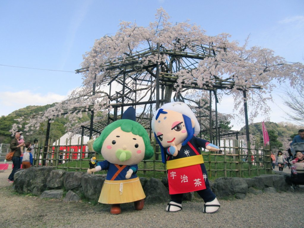 宇治川さくらまつり