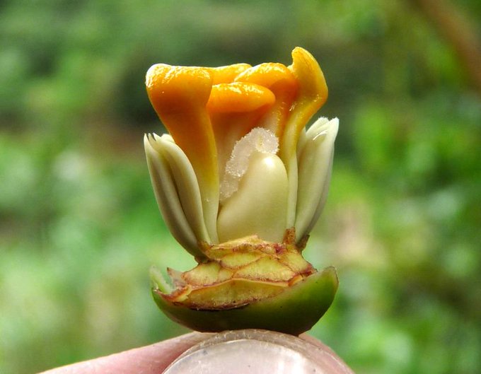 TÌNH YÊU CÂY CỎ  - Page 55 CfB2R4iWQAEaIBp?format=jpg&name=small