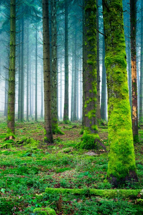 Piclogy's tweet image. The #mossy forest floor | Photography by ©Bertrand Monney