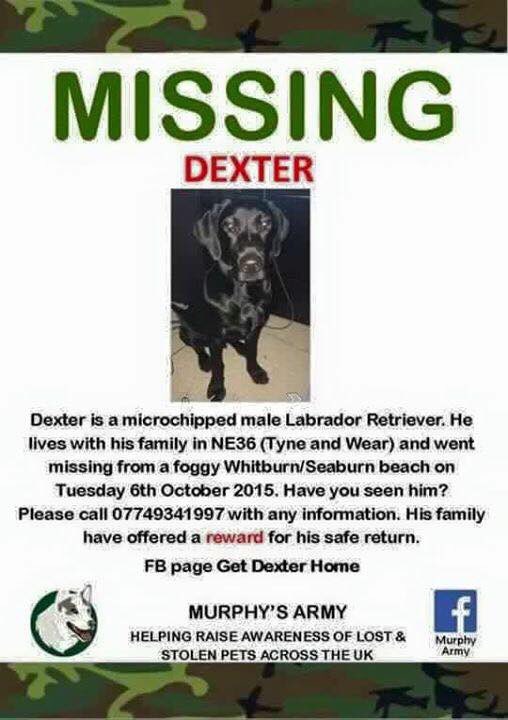 LostPetsRetweet's tweet photo. #LostDog DEXTER🐾Since Oct '15 #TyneAndWear #NE36 #Black #LabradorRetriever #Missing #Reward💔
https://t.co/smKH8CqWst https://t.co/pJ7e28Gtd6