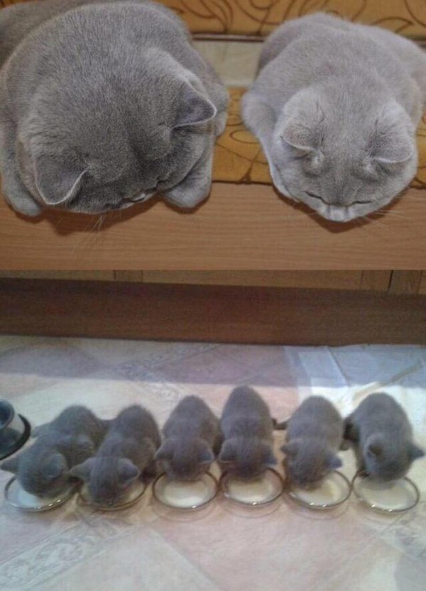 LOOK AT THEM WATCHING THEIR BABIES EAT