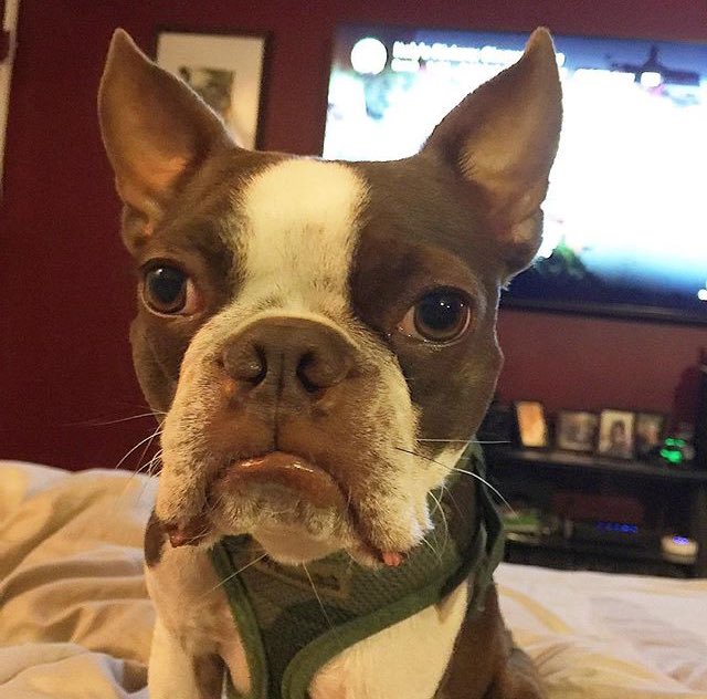 ernldbostonator's tweet photo. If any of you bully my fwiend @DareDevilTheDog I will be vwery vwery angwy and me don't like being angry. BE NICE🐶 https://t.co/hhel0DqAEz