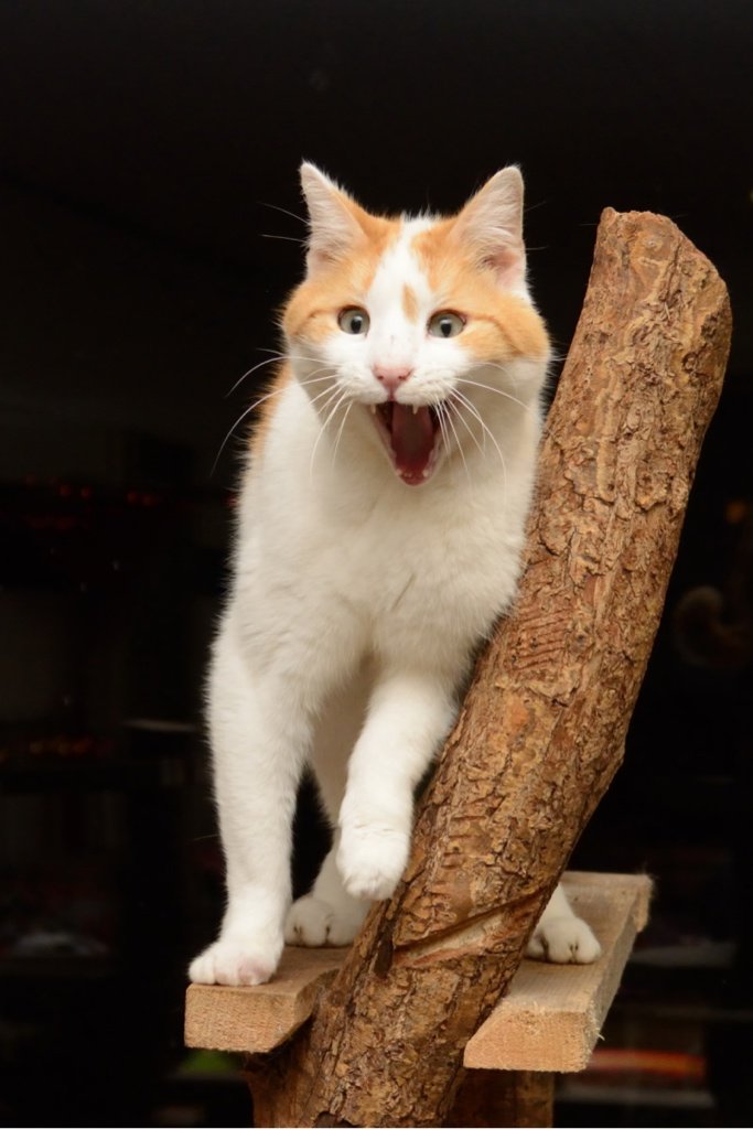 dierenthuis's tweet photo. "Nooo Waaaaaaay! WAT krijgt die rollende Bende van Ellende?? Een ZWEMBAD?? Tssssss.....!"
#debouwvordert
#mooooi! https://t.co/rVoEiobQrp
