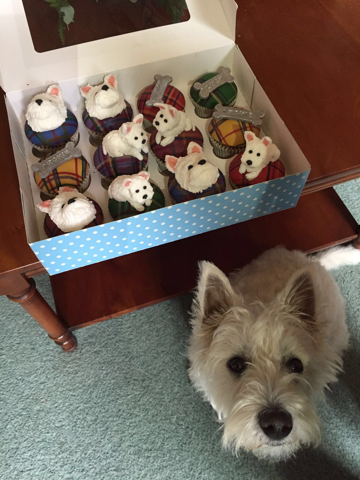 Liverpool westies cheap