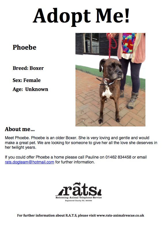Meet Phoebe, an older #Boxer looking for a new home. Please RT #Hertfordshire #Bedfordshire