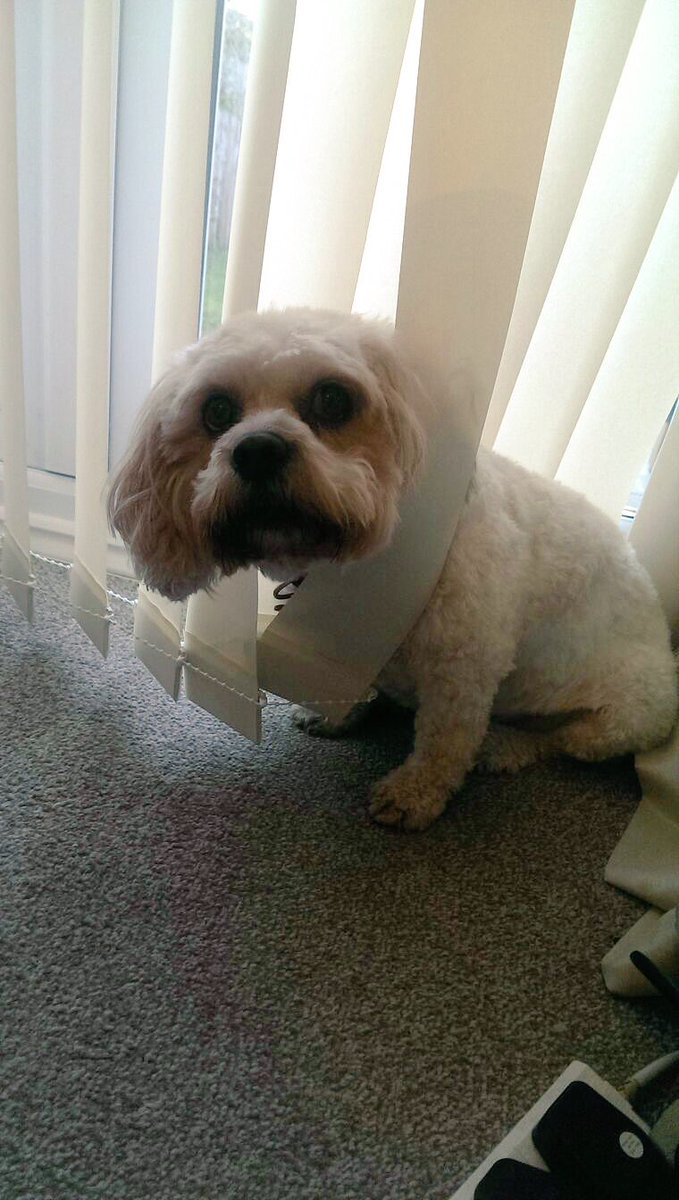 MsBaileyButton's tweet image. Hey you! Little bit of help here please? Oh and by the way...taking photos is NOT actually helping?? #dogtroubles