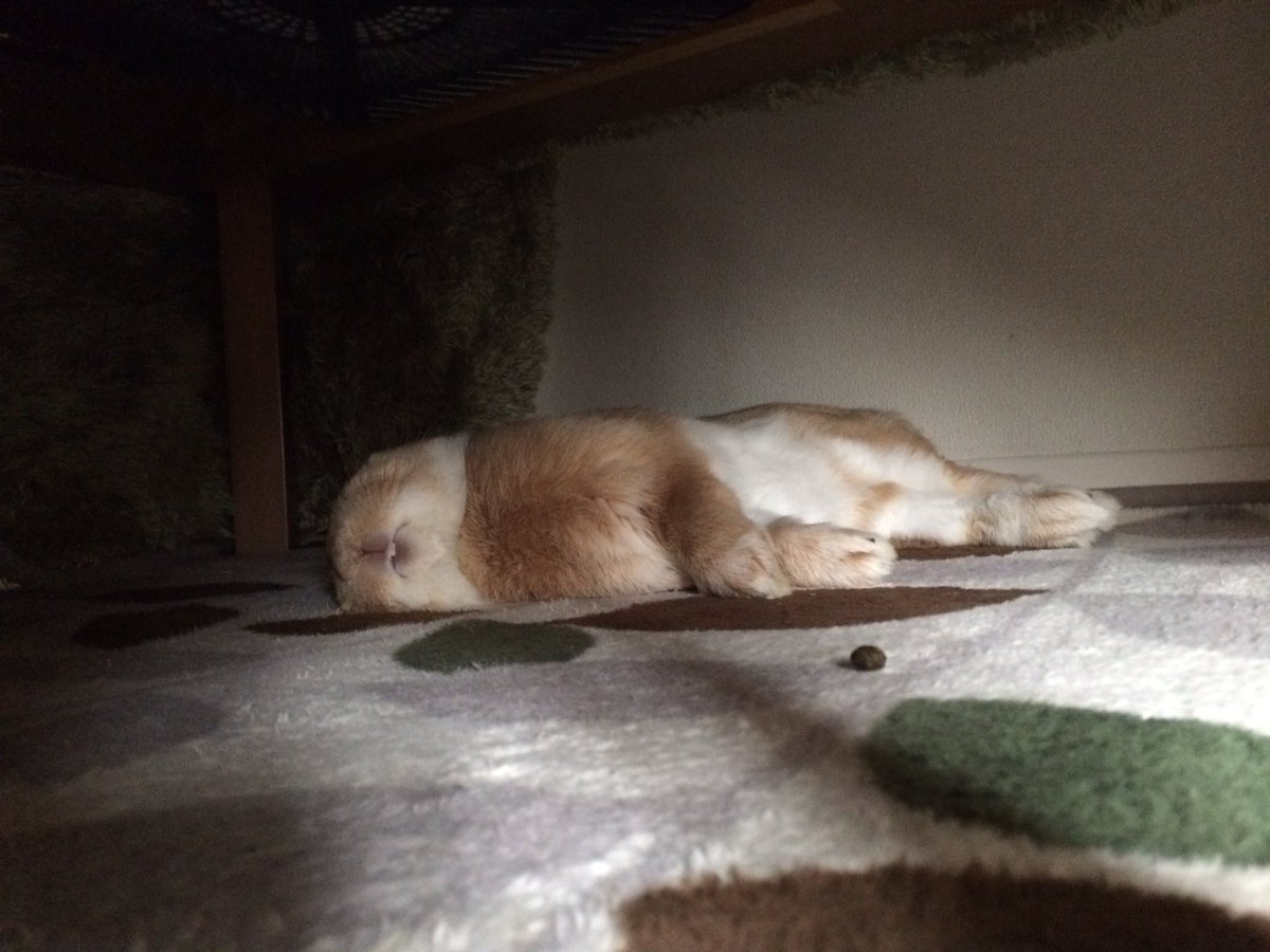 @Annable_21 チュウ🐭