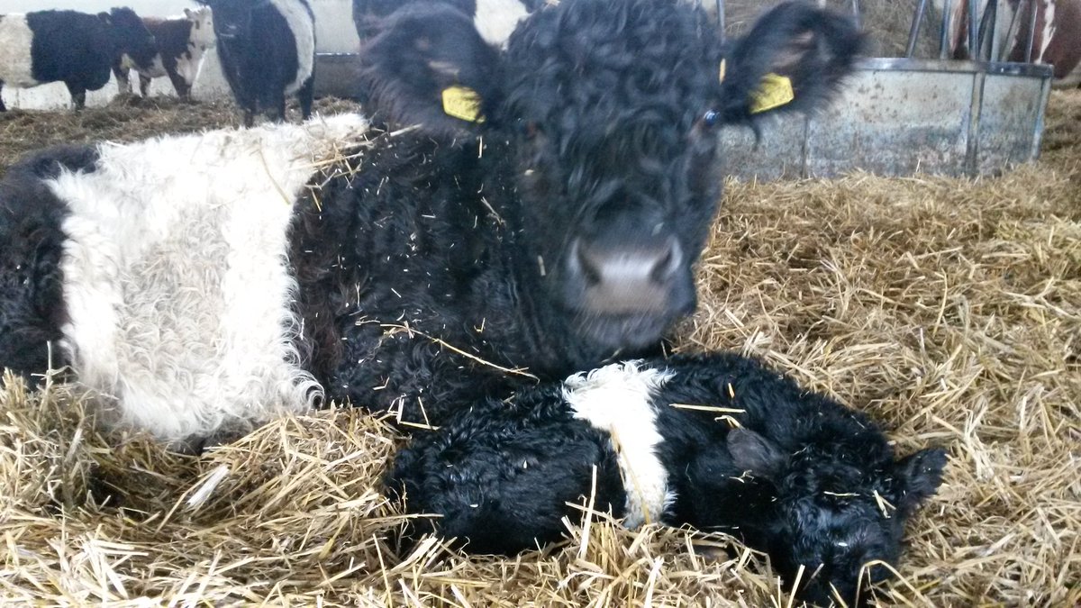 HomeFarmTN's tweet photo. Look what we found hidden in the straw. #BeltedGalloway #calf #leeds #homefarm #cute #newborn #rarebreeds https://t.co/FAsDoRQA26