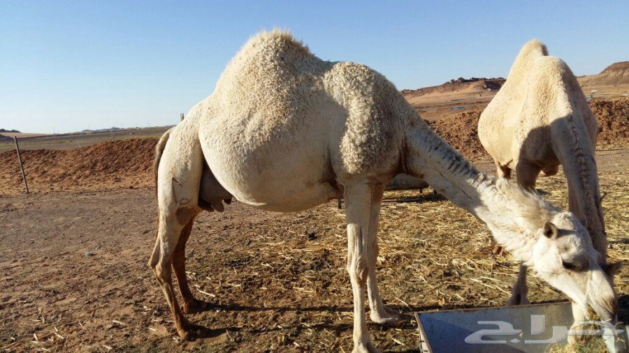 haraj's tweet photo. » ناقه خلفه وضحى
للتفاصيل والاتصال :
https://t.co/92tFRfnT6c https://t.co/YzDuhNak8z