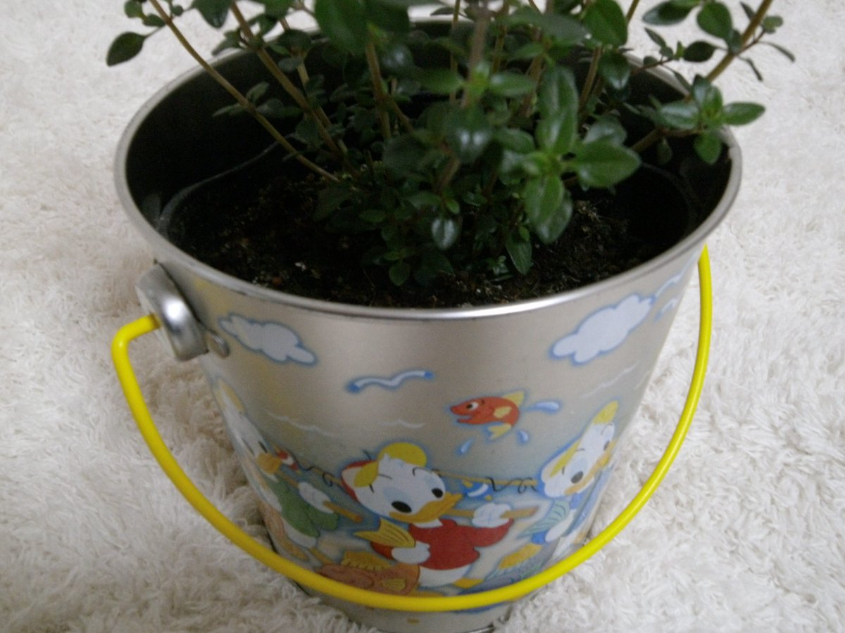 Romi Twitterissa 昨日買ったタイム 鉢カバーとしてディズニー缶使用 ディズニー缶はいっぱいとってあるけど 鉢カバーとして使うつもりでなかった 穴は開けないよう家族に言われてるので 永遠に鉢カバー さあ夕飯つくろう T Co S5djehbshe