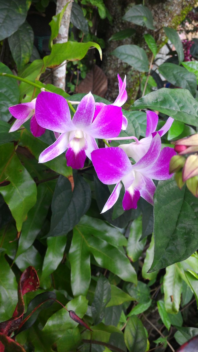 Uni_Uci's tweet photo. Katanya biasa saja
Tapi nunggunya 6 tahun
#flower#orchid#dendrobium#purple
🌸🌸 https://t.co/Pv0RBXCePd