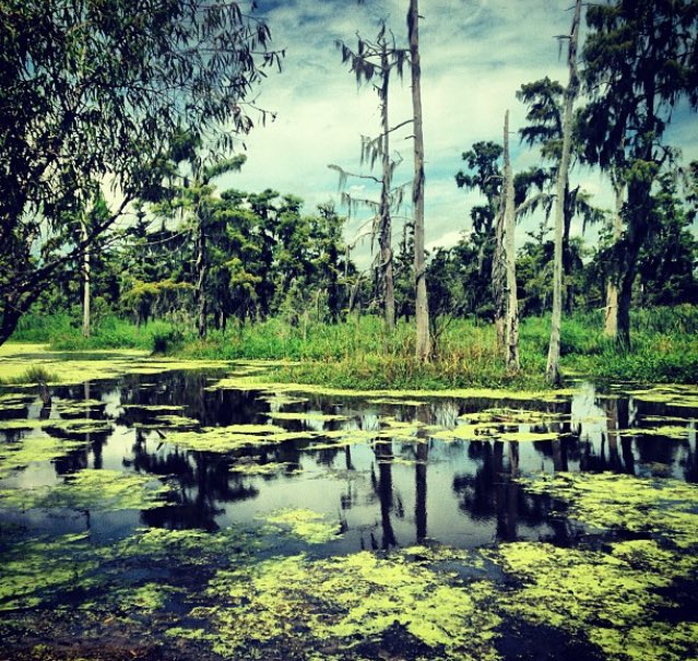 NatureMisty's tweet image. This is my home and many others, so don't destroy it! We as the next generation need to understand and stop!